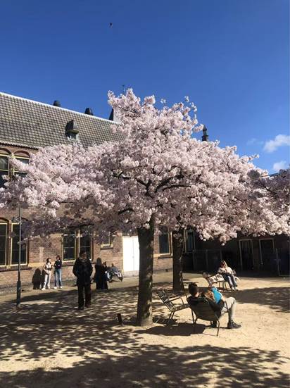 people sitting under the cherry blossom tree surrounded by the building